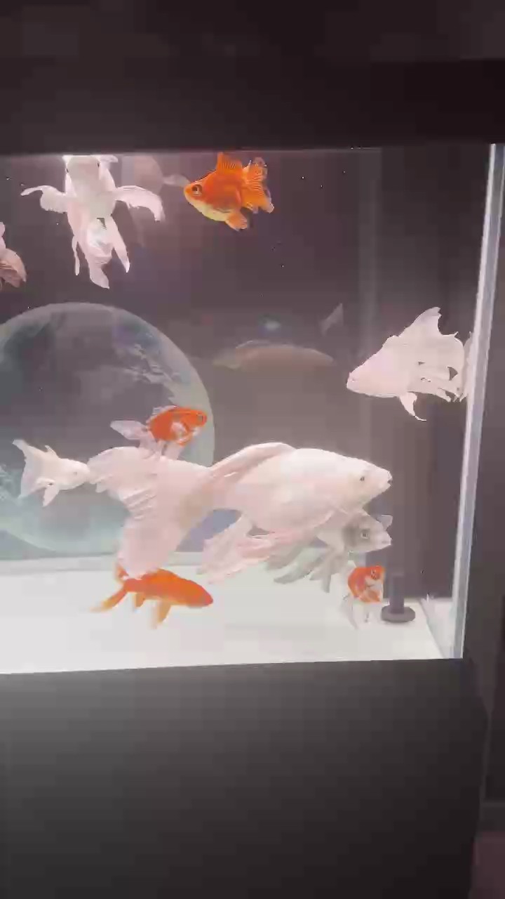 清缸大處理.不想養這個了。整缸都出 清缸大處理.不想養這個了。整缸都出 龍魚論壇