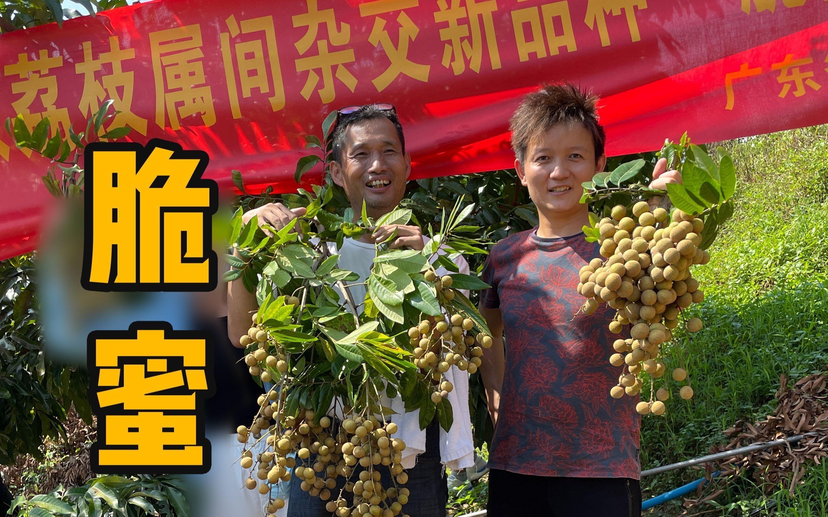 如何區分龍眼白斑病與其他類似病害？ 如何區分龍眼白斑病與其他類似病害？ 龍魚百科 第1張