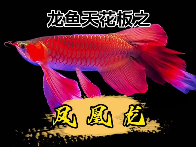 如何獲取高清版紅龍之眼壁紙？