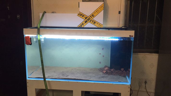 養龍魚養水需要幾天才能養好：新魚缸養水需要6-9天才能放入闖缸魚