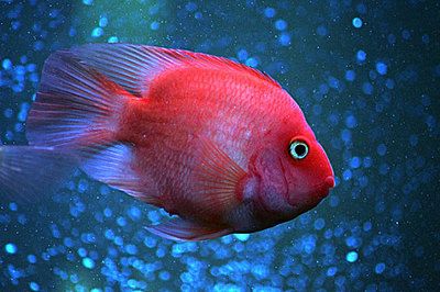 鸚鵡魚和龍魚混養：鸚鵡魚和龍魚可以混養嗎 鸚鵡魚和龍魚混養：鸚鵡魚和龍魚可以混養嗎 龍魚百科 第2張