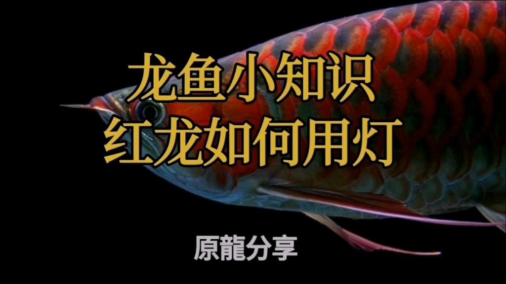 如何調(diào)整龍魚(yú)燈光角度