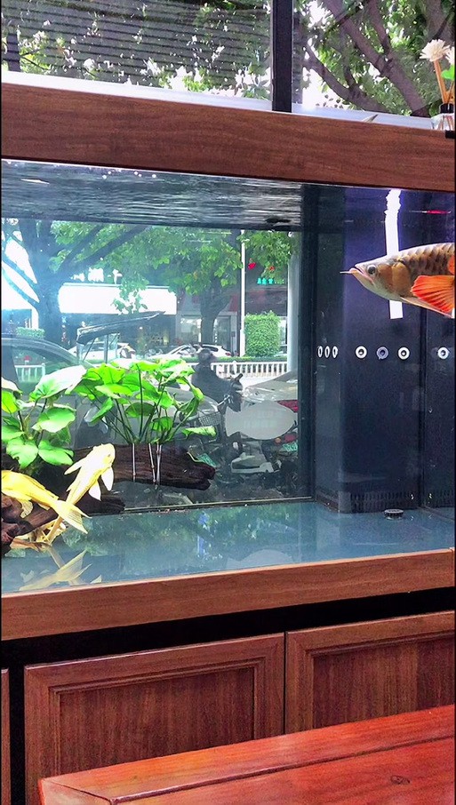 哪種號半龍魚最好養？ 哪種號半龍魚最好養？ 龍魚百科 第6張