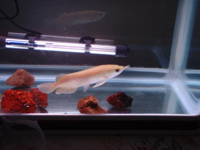 哪種號半龍魚最好養？ 哪種號半龍魚最好養？ 龍魚百科 第4張