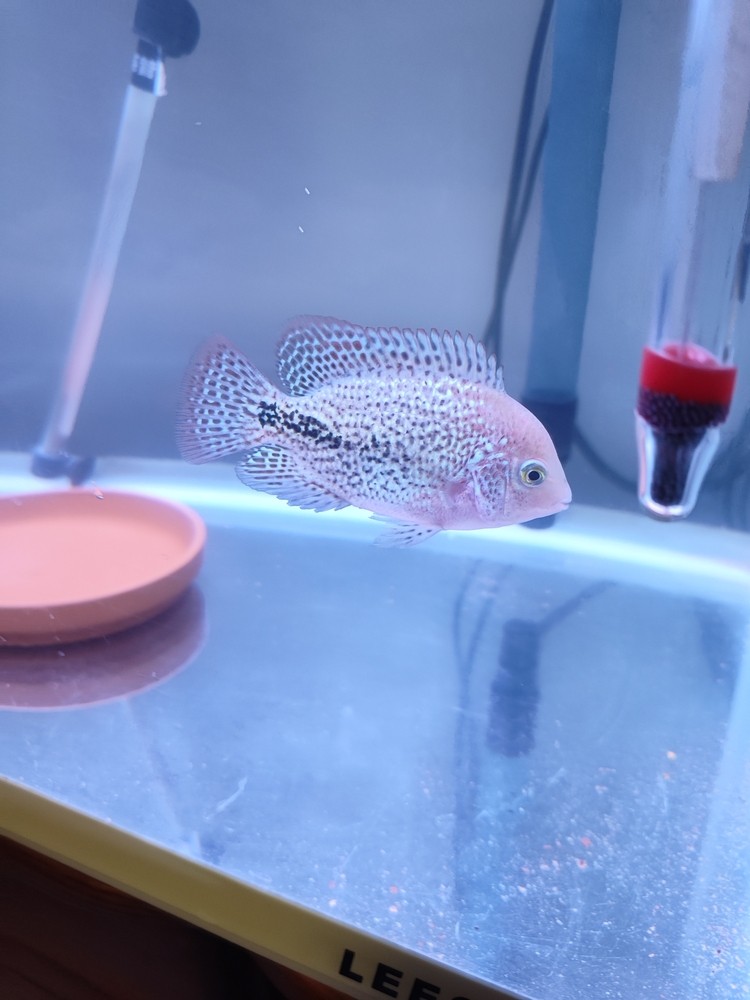 大家看看這羅漢魚是不是母魚啊 大家看看這羅漢魚是不是母魚啊 龍魚論壇