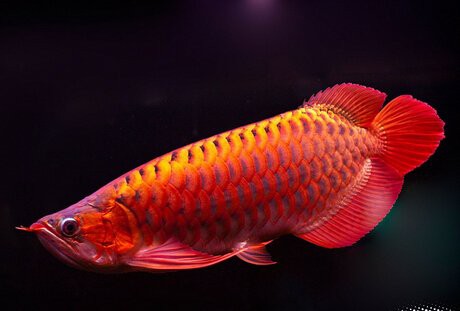 血紅龍對水質變化敏感嗎？ 血紅龍對水質變化敏感嗎？ 龍魚百科 第3張