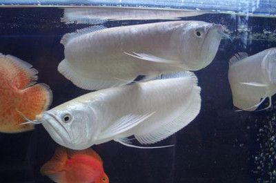 銀龍魚喜歡老水還是新水（銀龍魚喜歡老水還是新水呢？）