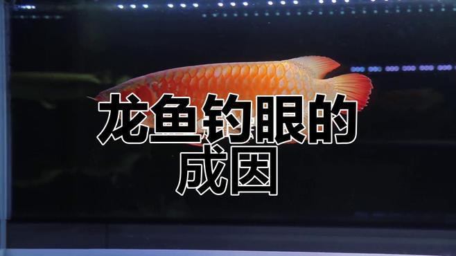 金龍魚掉眼什么意思啊 金龍魚掉眼什么意思啊 龍魚百科 第2張