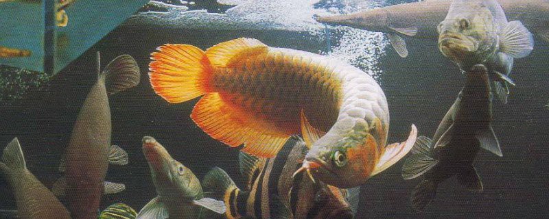 兩條龍魚打架多久會停？ 兩條龍魚打架多久會停？ 龍魚百科 第2張