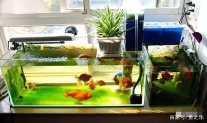 魚缸的水渾濁怎么辦怎么變清用什么藥（魚缸水渾濁怎么辦）