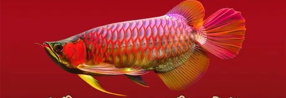 后三完美復(fù)刻，就是頭版差了一點(diǎn)