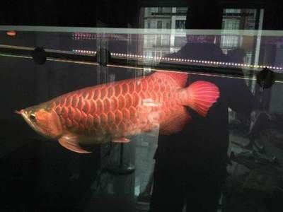 廣州紅龍魚批發市場：廣州紅龍魚批發市場及其相關信息