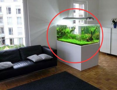 工作室魚缸風(fēng)水布局優(yōu)化：辦公室魚缸擺放位置及其風(fēng)水意義