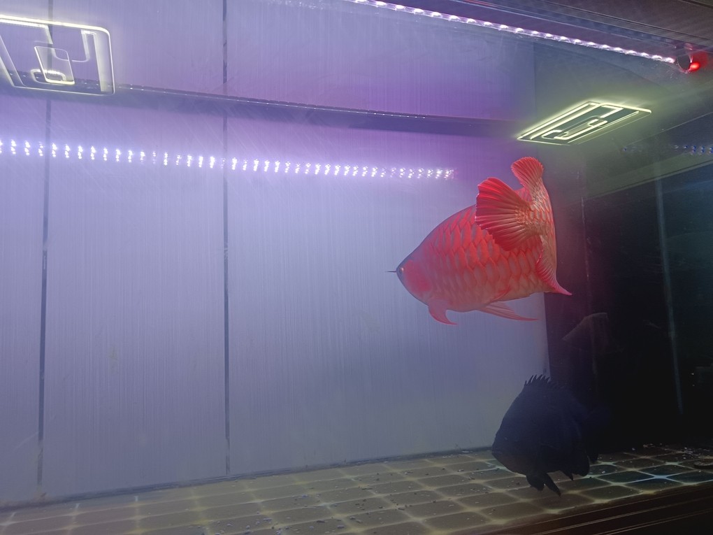 半夜睡不著，來自拍
