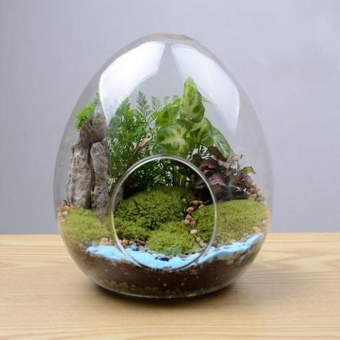 創意生態瓶（創意微景觀生態瓶的制作與養護）