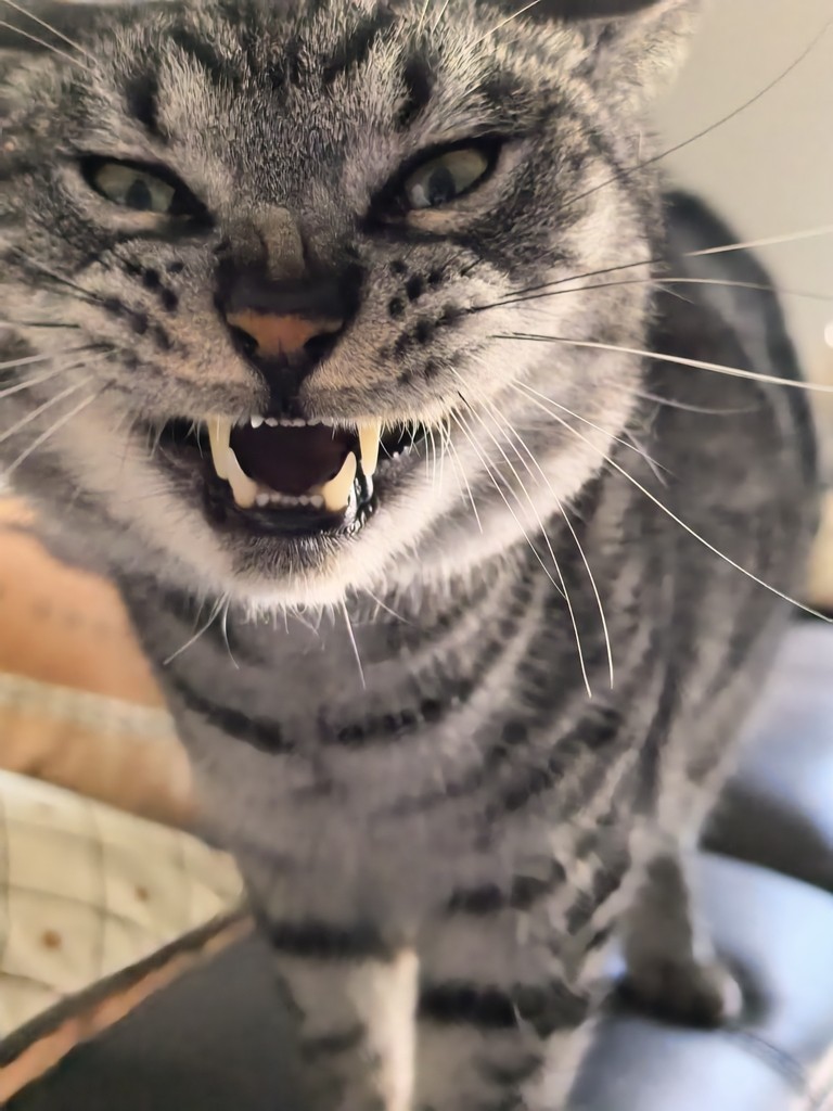 龍魚的飼養方法：龍魚最喜歡吃什么魚？