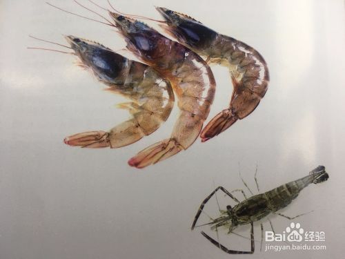 龍魚喂什么魚比較好，適合喂養龍魚的魚類和注意事項龍魚喂食量與頻率指南