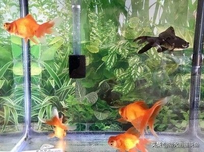 魚缸寵物魚推薦哪種：適合不同大小魚缸的寵物魚