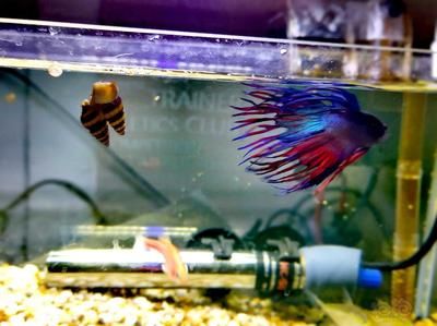 魚缸寵物魚推薦哪種：適合不同大小魚缸的寵物魚