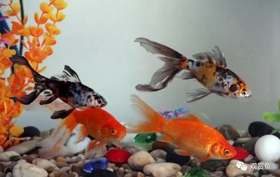 魚缸寵物魚推薦哪種：適合不同大小魚缸的寵物魚