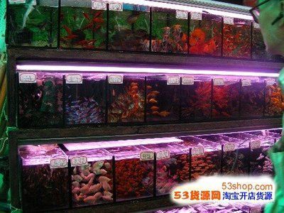鄭州觀賞魚批發(fā)市場，鄭州觀賞魚市場價格對比鄭州觀賞魚市場價格對比