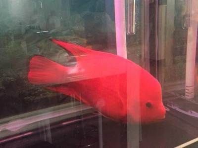 鄭州觀賞魚批發(fā)市場，鄭州觀賞魚市場價格對比鄭州觀賞魚市場價格對比