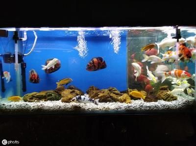 魚缸硝化系統建立方法：新魚缸硝化系統建立方法包括準備材料、選擇適合的魚缸和過濾設備 魚缸硝化系統建立方法：新魚缸硝化系統建立方法包括準備材料、選擇適合的魚缸和過濾設備 魚缸百科 第1張