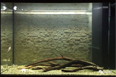 魚缸硝化系統建立方法：新魚缸硝化系統建立方法包括準備材料、選擇適合的魚缸和過濾設備 魚缸硝化系統建立方法：新魚缸硝化系統建立方法包括準備材料、選擇適合的魚缸和過濾設備 魚缸百科 第5張
