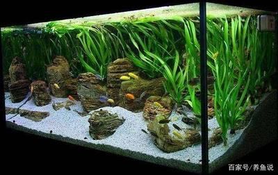 魚缸硝化系統建立方法：新魚缸硝化系統建立方法包括準備材料、選擇適合的魚缸和過濾設備 魚缸硝化系統建立方法：新魚缸硝化系統建立方法包括準備材料、選擇適合的魚缸和過濾設備 魚缸百科 第2張