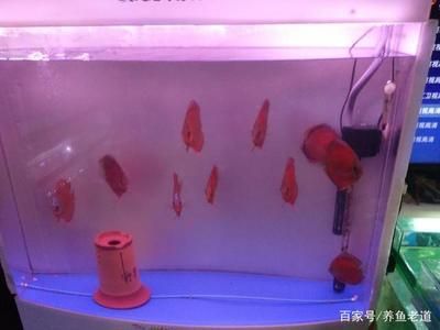 魚缸硝化系統建立方法：新魚缸硝化系統建立方法包括準備材料、選擇適合的魚缸和過濾設備 魚缸硝化系統建立方法：新魚缸硝化系統建立方法包括準備材料、選擇適合的魚缸和過濾設備 魚缸百科 第4張