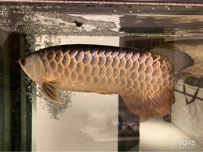 金龍魚看品相準(zhǔn)嗎怎么看（金龍魚品相判斷方法）