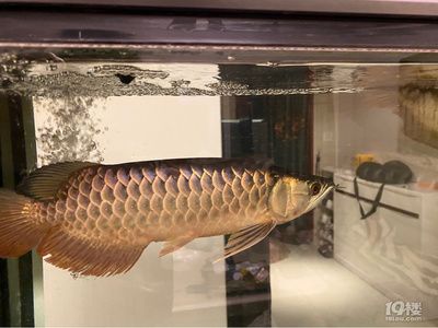 金龍魚看品相準(zhǔn)嗎怎么看（金龍魚品相判斷方法）