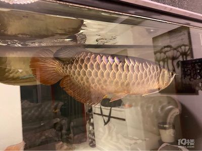 金龍魚看品相準(zhǔn)嗎怎么看（金龍魚品相判斷方法）
