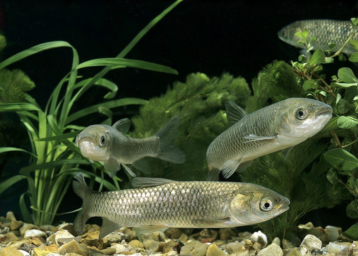 銀龍魚(yú)缸需要安裝過(guò)濾器嗎？ 銀龍魚(yú)缸需要安裝過(guò)濾器嗎？ 龍魚(yú)百科 第8張