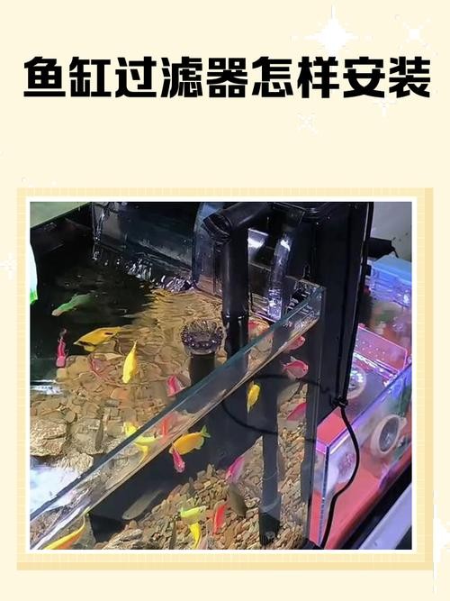 銀龍魚(yú)缸需要安裝過(guò)濾器嗎？ 銀龍魚(yú)缸需要安裝過(guò)濾器嗎？ 龍魚(yú)百科 第3張