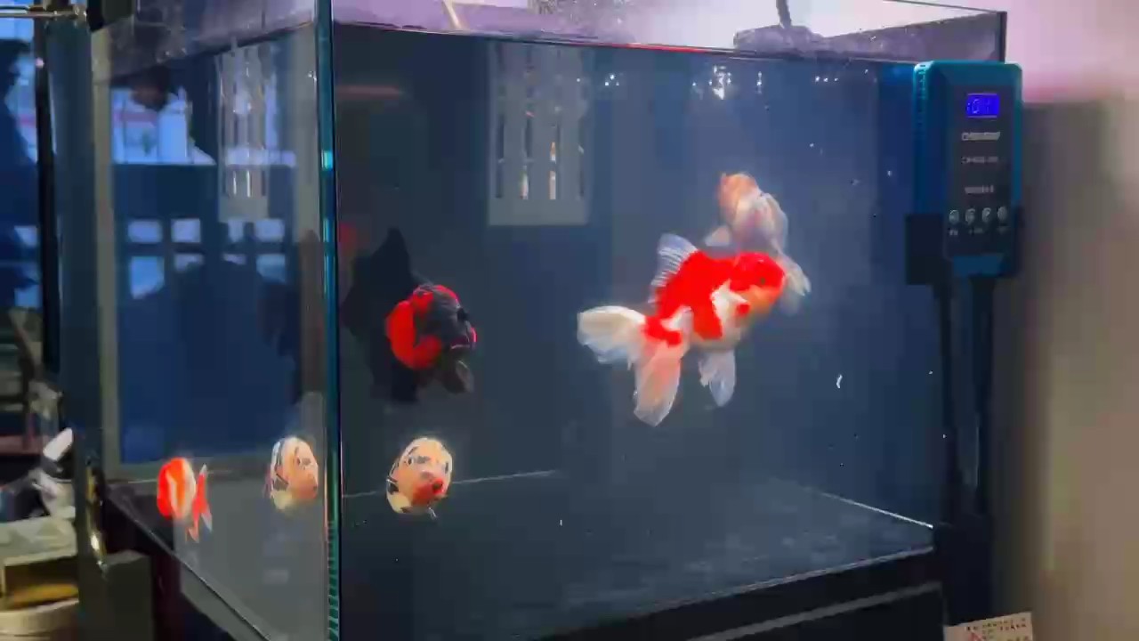 day、11 #泰獅蘭壽