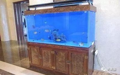 魚缸里的魚為什么老是死：魚缸里的魚死亡可能由多種原因導致