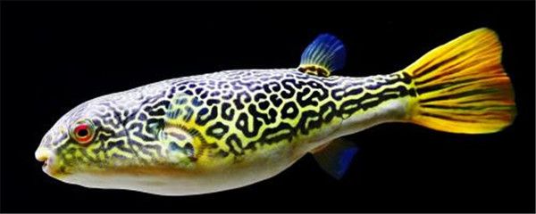 狗頭魚的飼養方法：狗頭魚是一種受歡迎的觀賞魚的特點和需求和飼養技巧 狗頭魚的飼養方法：狗頭魚是一種受歡迎的觀賞魚的特點和需求和飼養技巧 魚缸百科 第4張