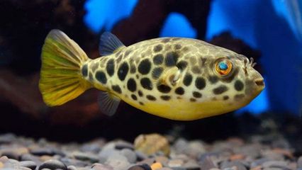 狗頭魚的飼養方法：狗頭魚是一種受歡迎的觀賞魚的特點和需求和飼養技巧 狗頭魚的飼養方法：狗頭魚是一種受歡迎的觀賞魚的特點和需求和飼養技巧 魚缸百科 第3張