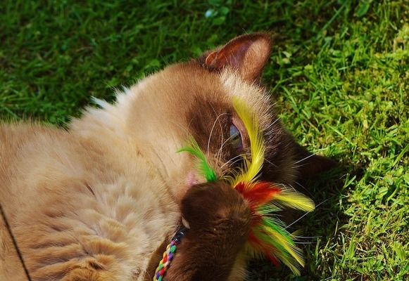 龍魚怎么養(yǎng)及喂養(yǎng)技巧圖解大全（養(yǎng)好一條龍魚需要掌握正確的飼養(yǎng)方法和喂養(yǎng)技巧和技巧）