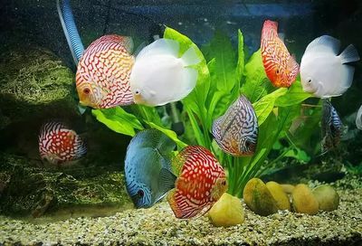 七彩神仙 龍魚 水 要求：七彩神仙魚水質要求