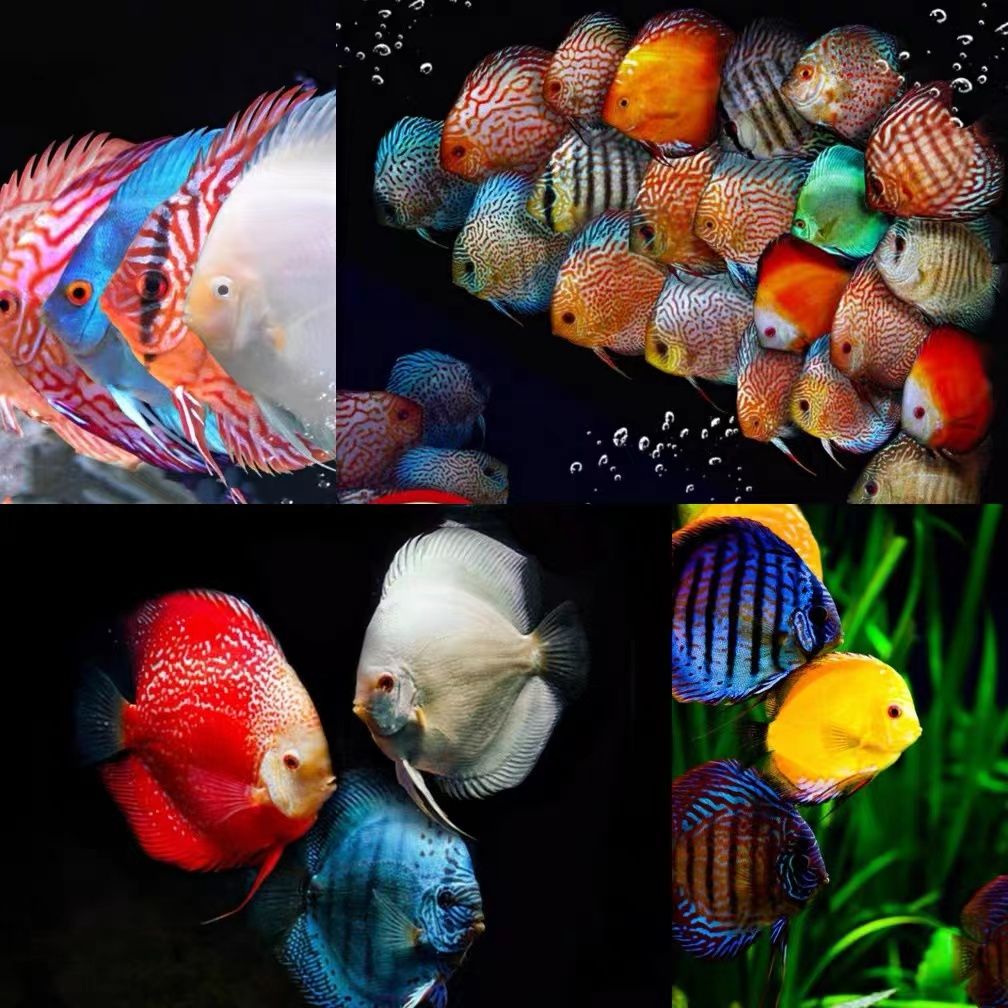 七彩神仙 龍魚 水 要求：七彩神仙魚水質要求