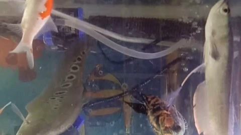 龍魚七星刀混養(yǎng)好不好（如何預(yù)防龍魚七星刀混養(yǎng)沖突）