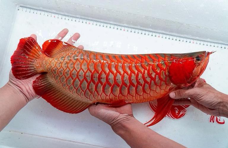 紅龍魚的四大品牌是哪四個(gè)品種呢