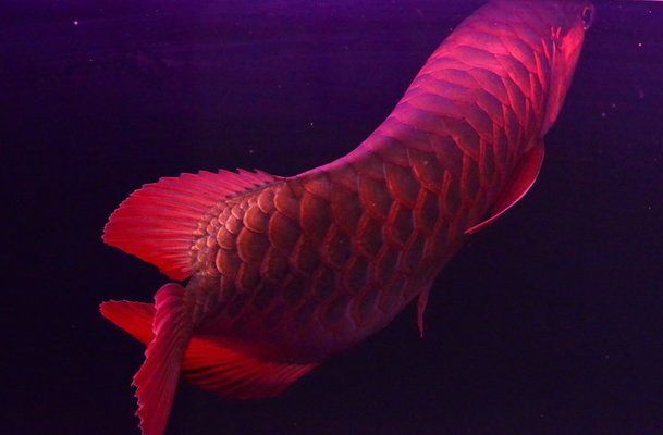 紅龍魚怎么看以后是否發(fā)色了：如何判斷紅龍魚是否已經(jīng)發(fā)色