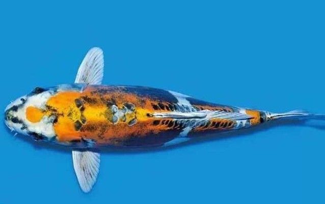 魚缸虹吸原理制作過程：虹吸制作過程包括準備材料、組裝系統和測試運行三個主要步驟