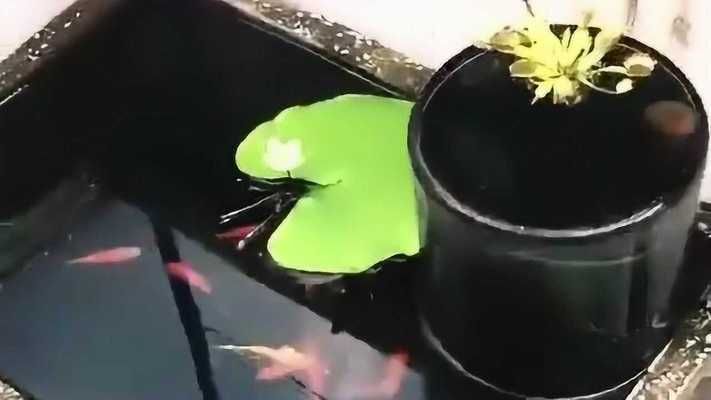 魚缸虹吸原理制作過程：虹吸制作過程包括準備材料、組裝系統和測試運行三個主要步驟