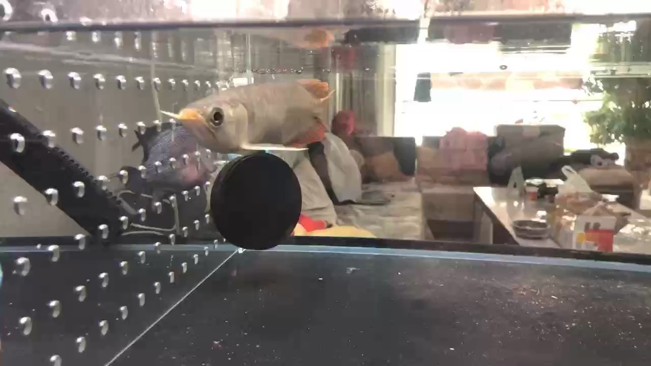 狀態(tài)如狗，加油好好活