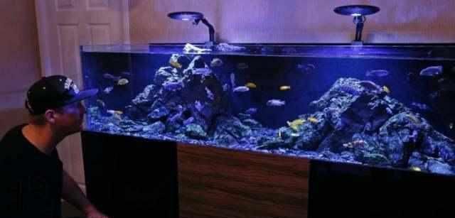 如何判斷魚缸水質優劣：如何判斷魚缸水質的優劣