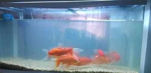 如何判斷魚缸水質優劣：如何判斷魚缸水質的優劣